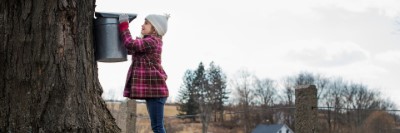 Maple Syrup Production